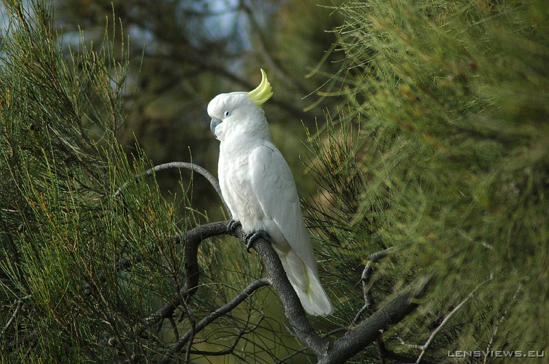Sulphur-Crested Cockatoo 107 